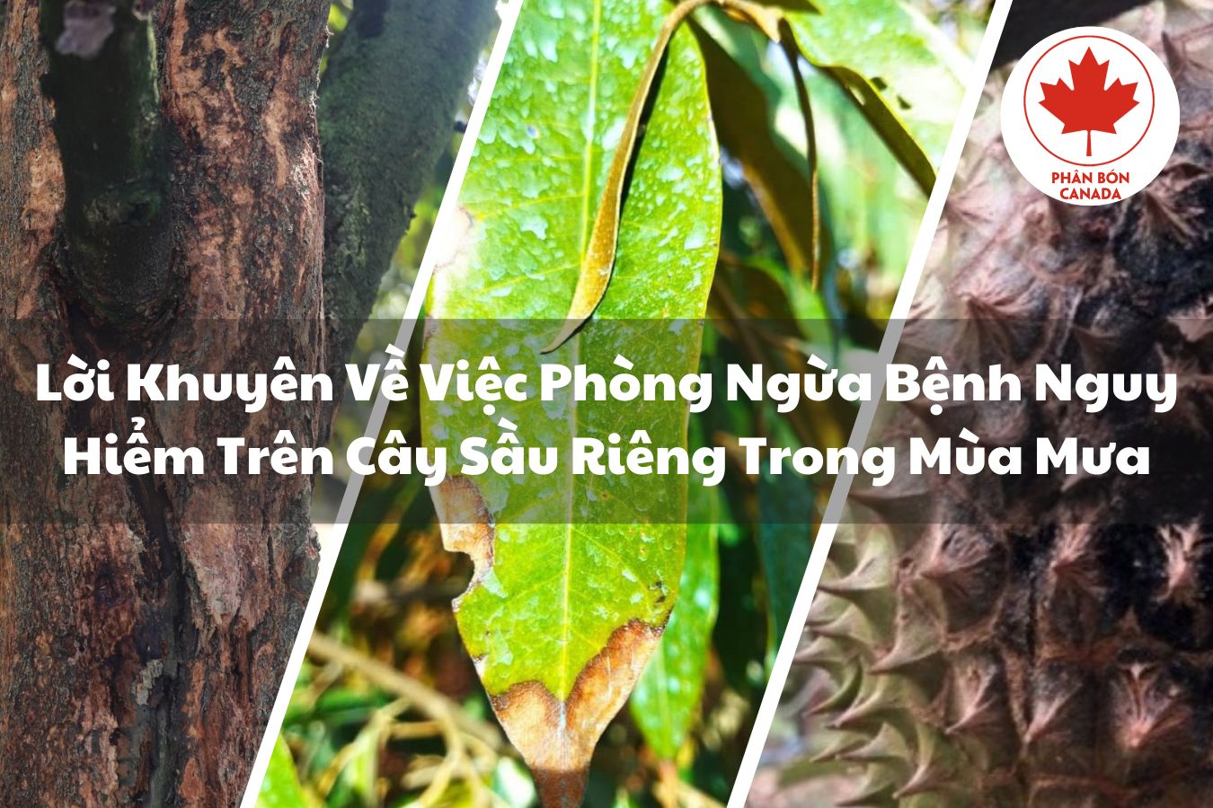 Phòng ngừa và điều trị bệnh nguy hiểm trên cây sầu riêng